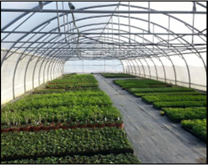 Elie - A-Grow Bio - Producteur de plants Elie - A-Grow Bio - Producteur de plants
